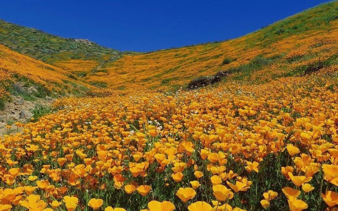 Good year for wildflowers along CA Hwy 395, east of the Sierras. Hurry before…