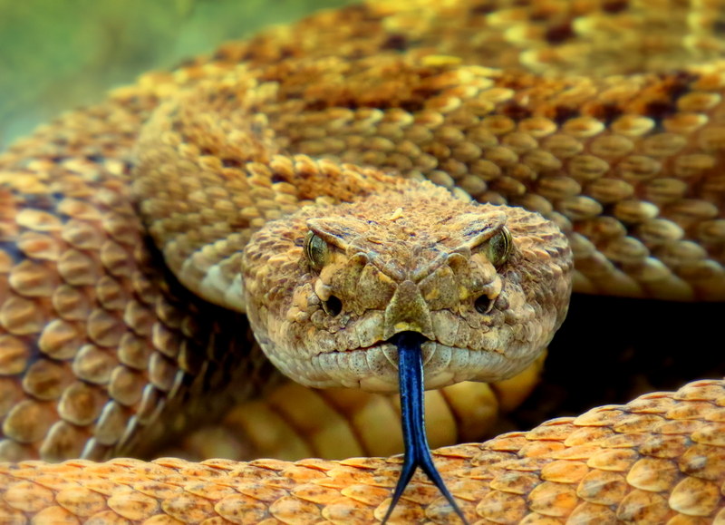 the-best-clothing-to-wear-for-hiking-in-snake-country