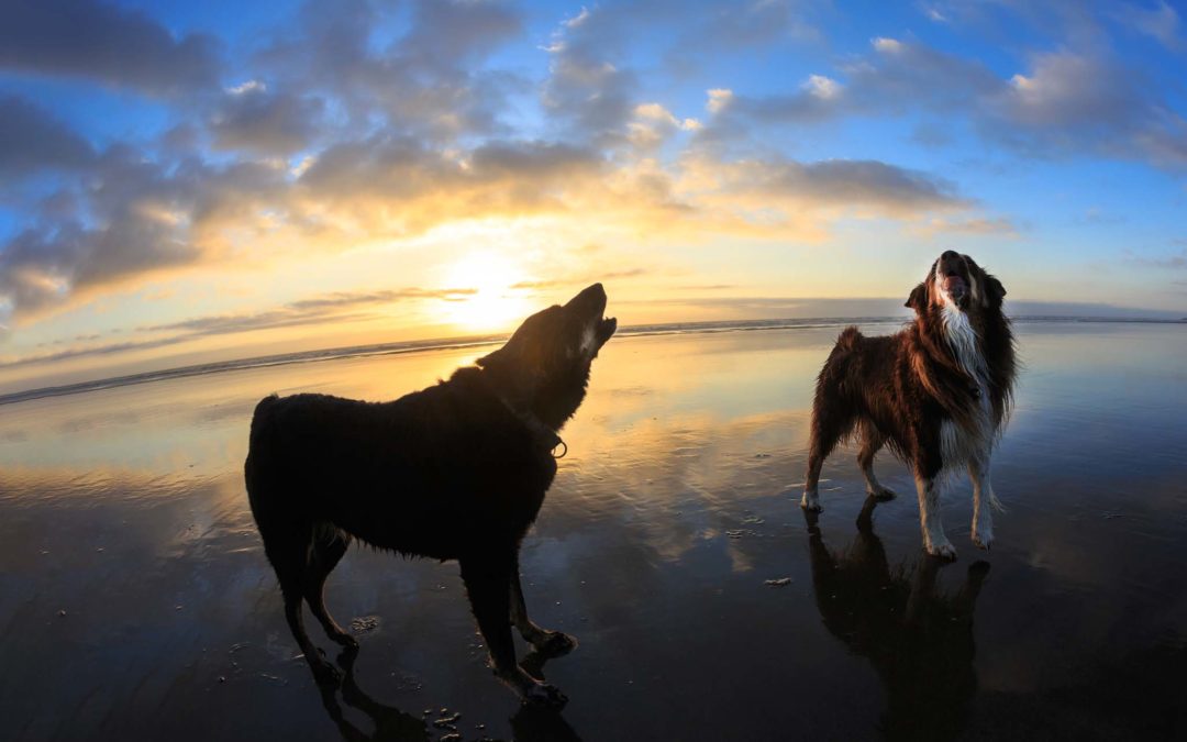 5 Dog-Friendly Activities To Do This Fall on Oregon’s Adventure Coast