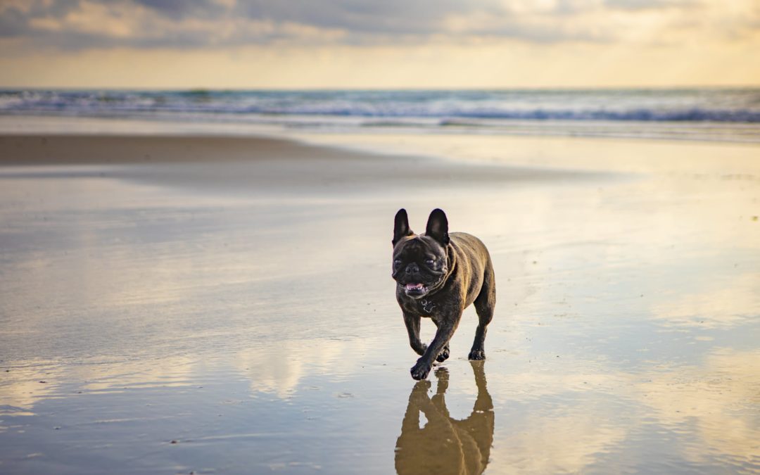 5 Super Snowbird Spots for RVing Dogs