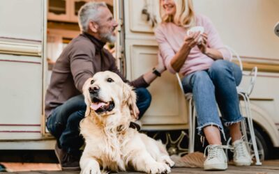 Paws in Your Travels: What to Expect When Seeking Pet Care on the Road