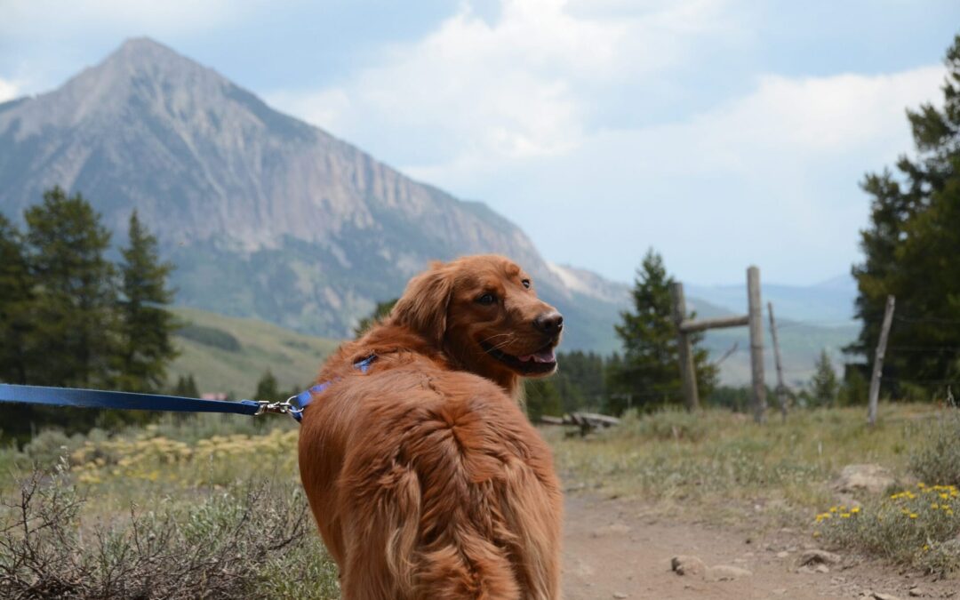 The 12 Most Dog Friendly National Parks in the US