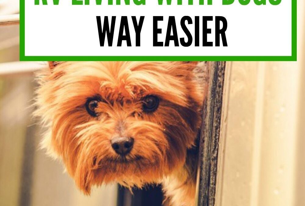 The Best Products That Make RV Living With Dogs Way Easier