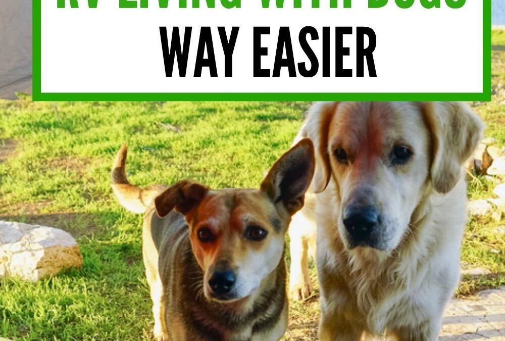 11 Products You Absolutely Need for RV Living With Dogs