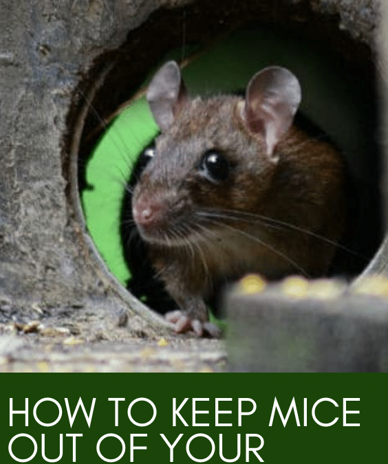 How to Keep Mice Out of Your Camper (13 Tricks!)
