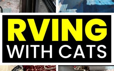 RVing With Cats: What You Need To Know