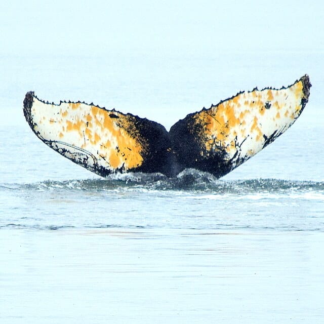 the-perfect-half-day:-whale-watching-in-the-morning,-beach-+-eats-after
