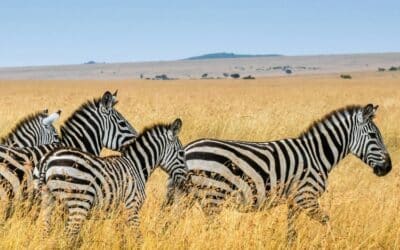 The Ultimate Guide to Luxury Safaris in Africa