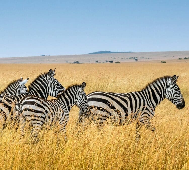 The Ultimate Guide to Luxury Safaris in Africa