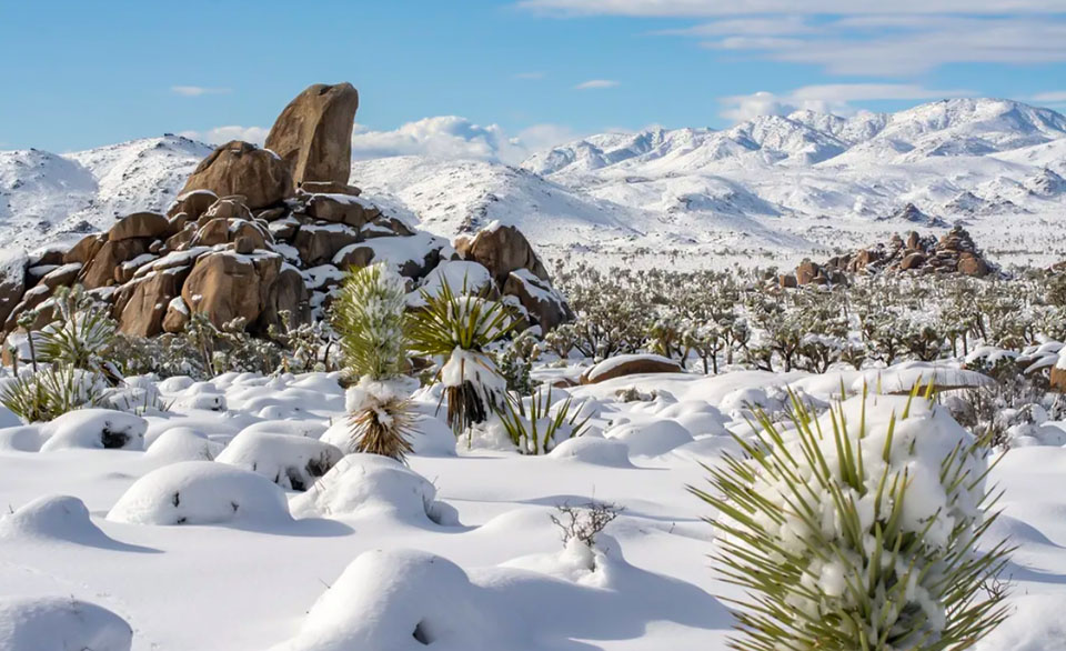 Uncover a Winter Wonderland 10 Must-See RV Destinations for a Wintry Road Trip Adventure-Joshua Tree National Park